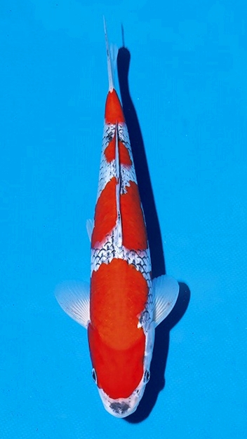 桜賞 28部 五色