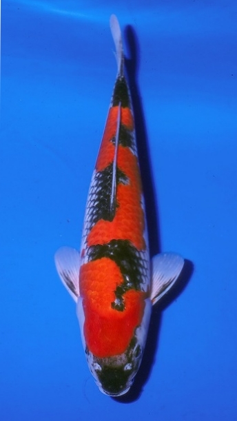 国魚賞 43部 五色