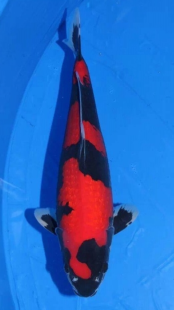 国魚賞 48部 銀鱗五色